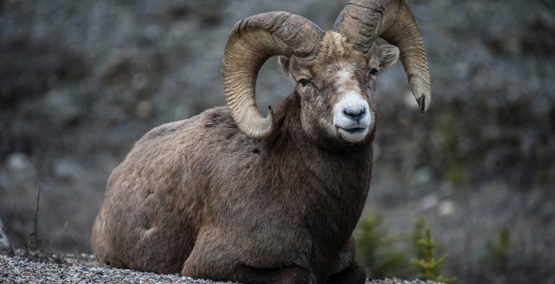 Алтайский горный баран (аргали)