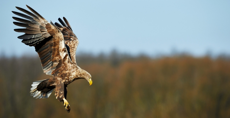 Орлан-белохвост