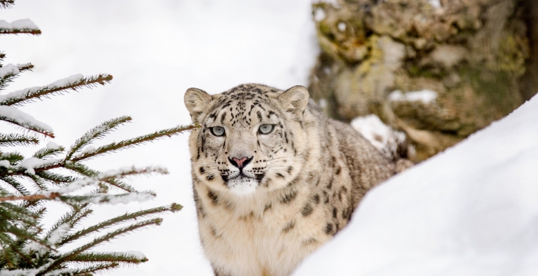 Снежный барс