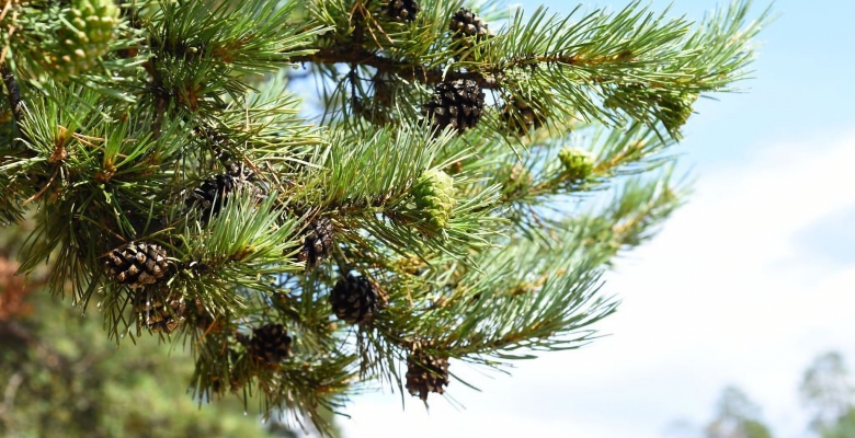 Кедровые шишки