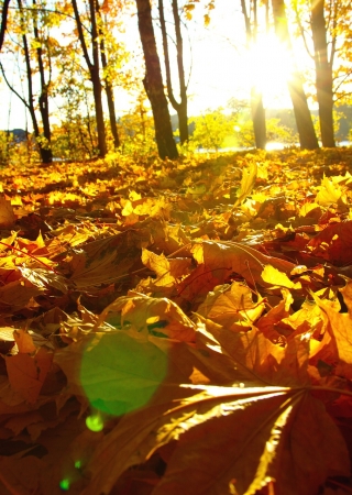 Александровский парк в Санкт-Петербурге