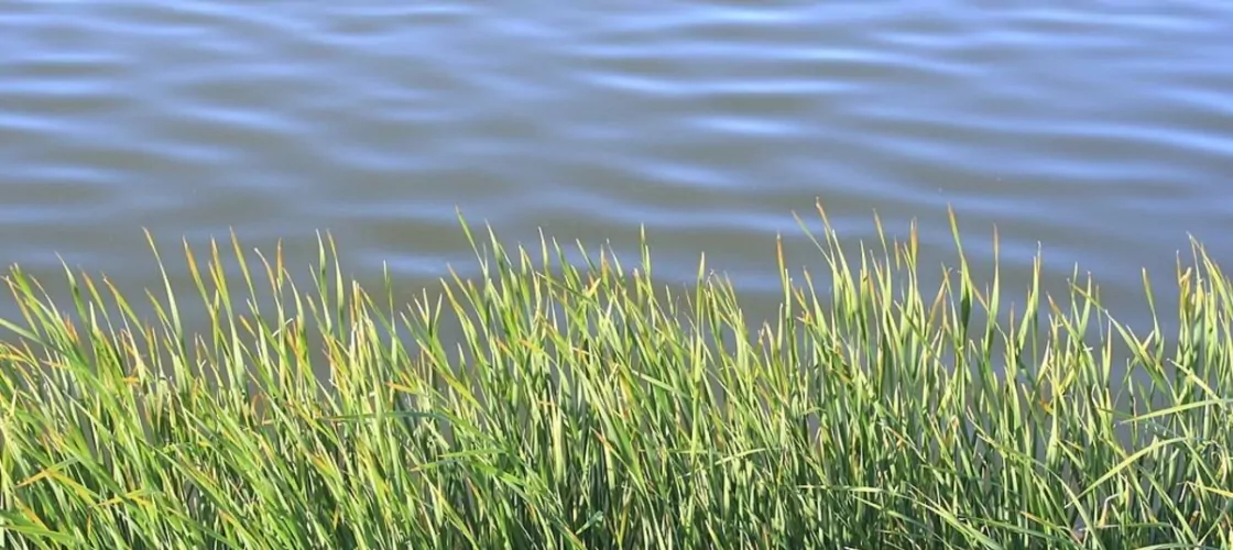 Трава у озера