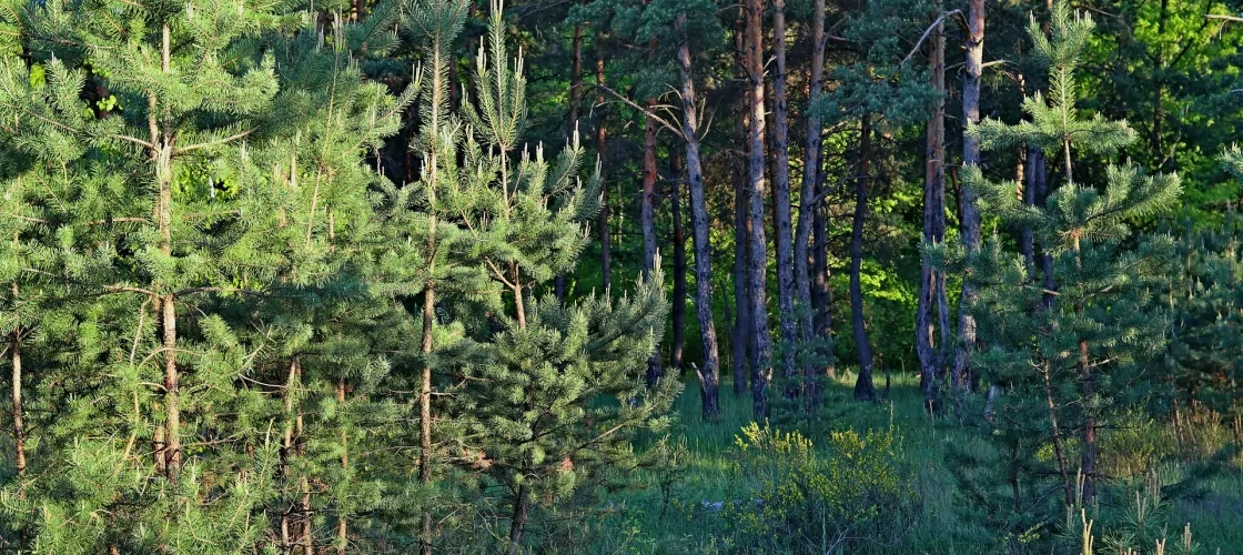 Воронежский лес