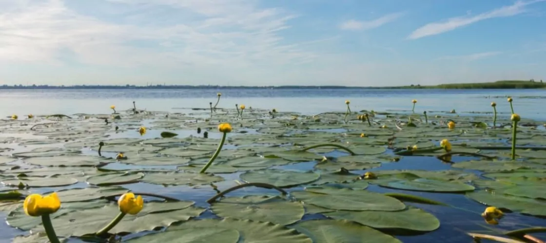 Водяные лилии на озере Неро