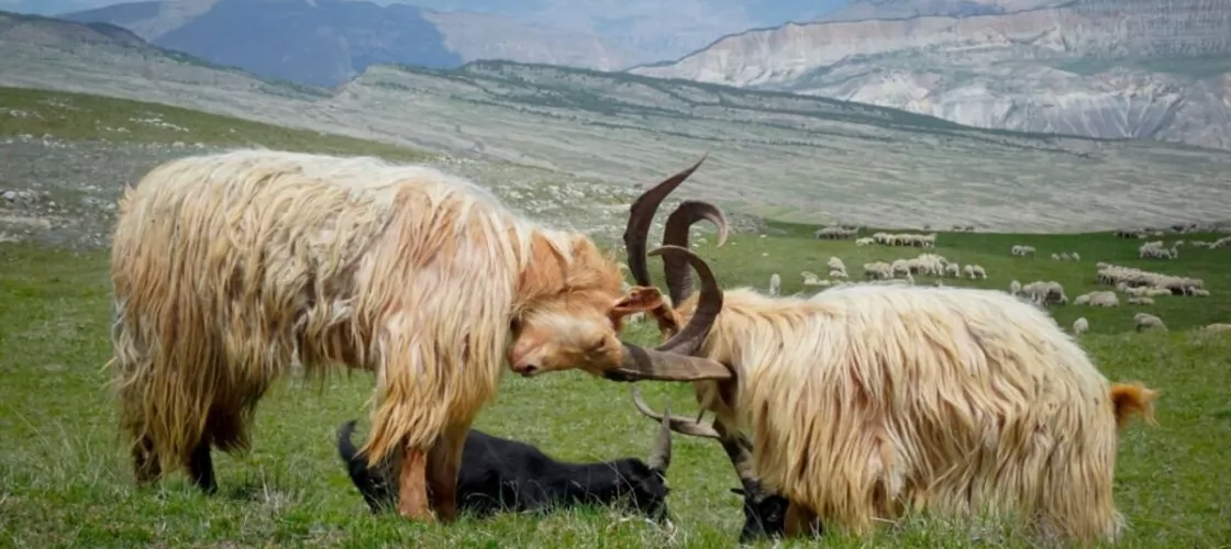 Горные козлы на Кавказе