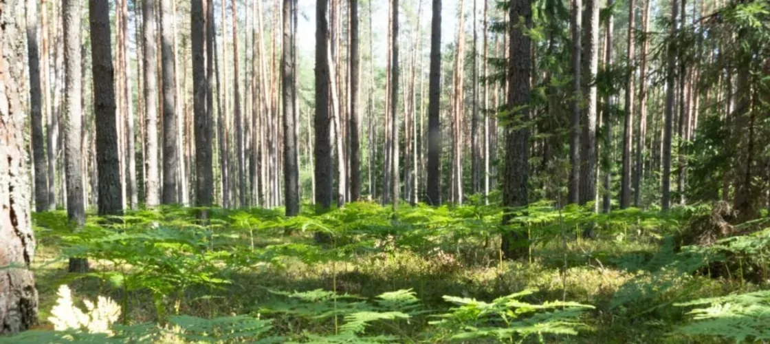 Сосновый лес в Псковской области