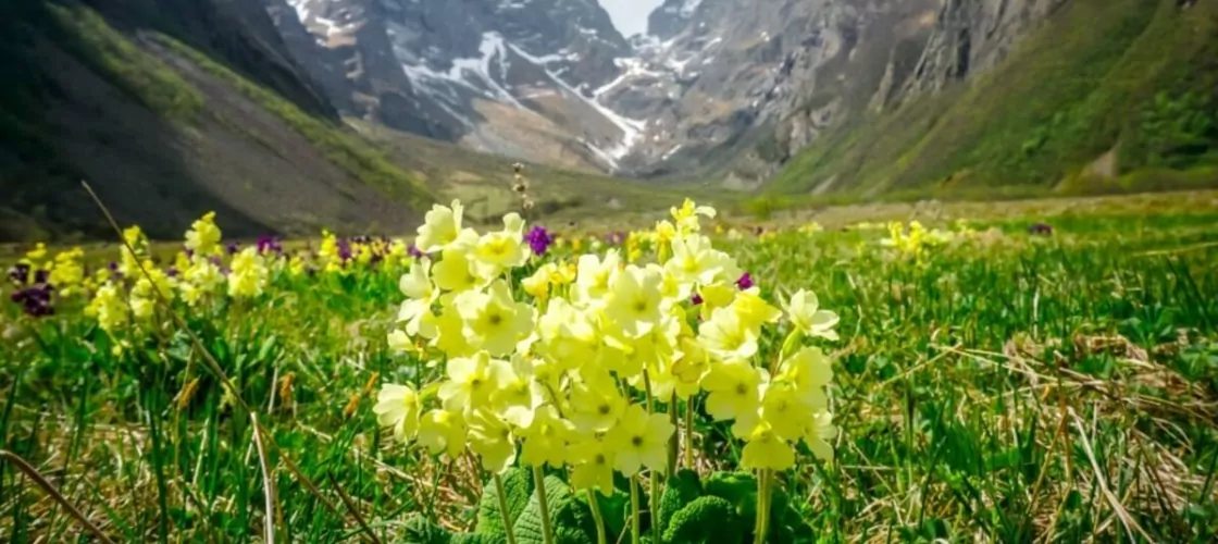 весенние цветы в горах Кавказа