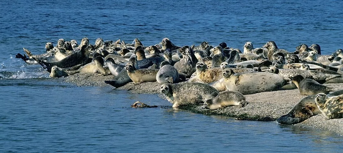 Лежбище каспийских тюленей