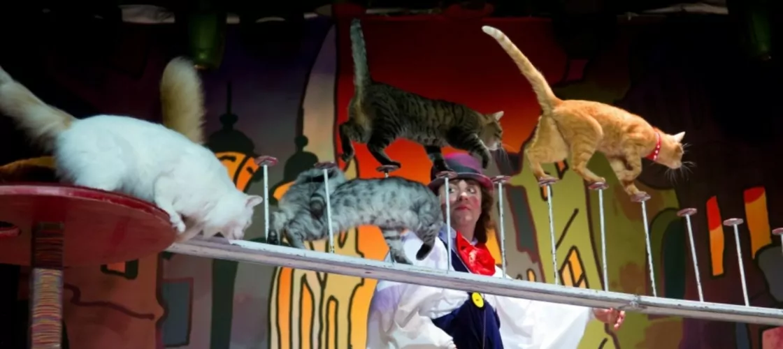 Сцена из постановки «Кошки в городе»